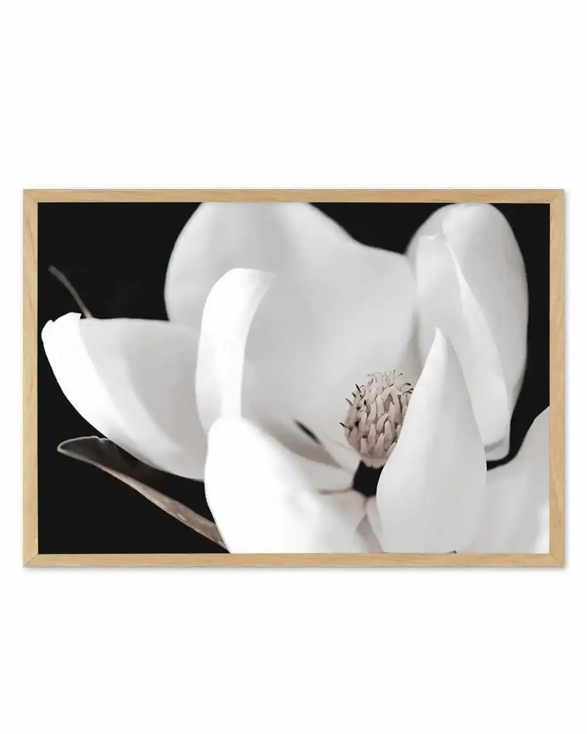 Dark Magnolia I | LS Art Print from Olive et Oriel where you can shop wallpaper and artworks online
