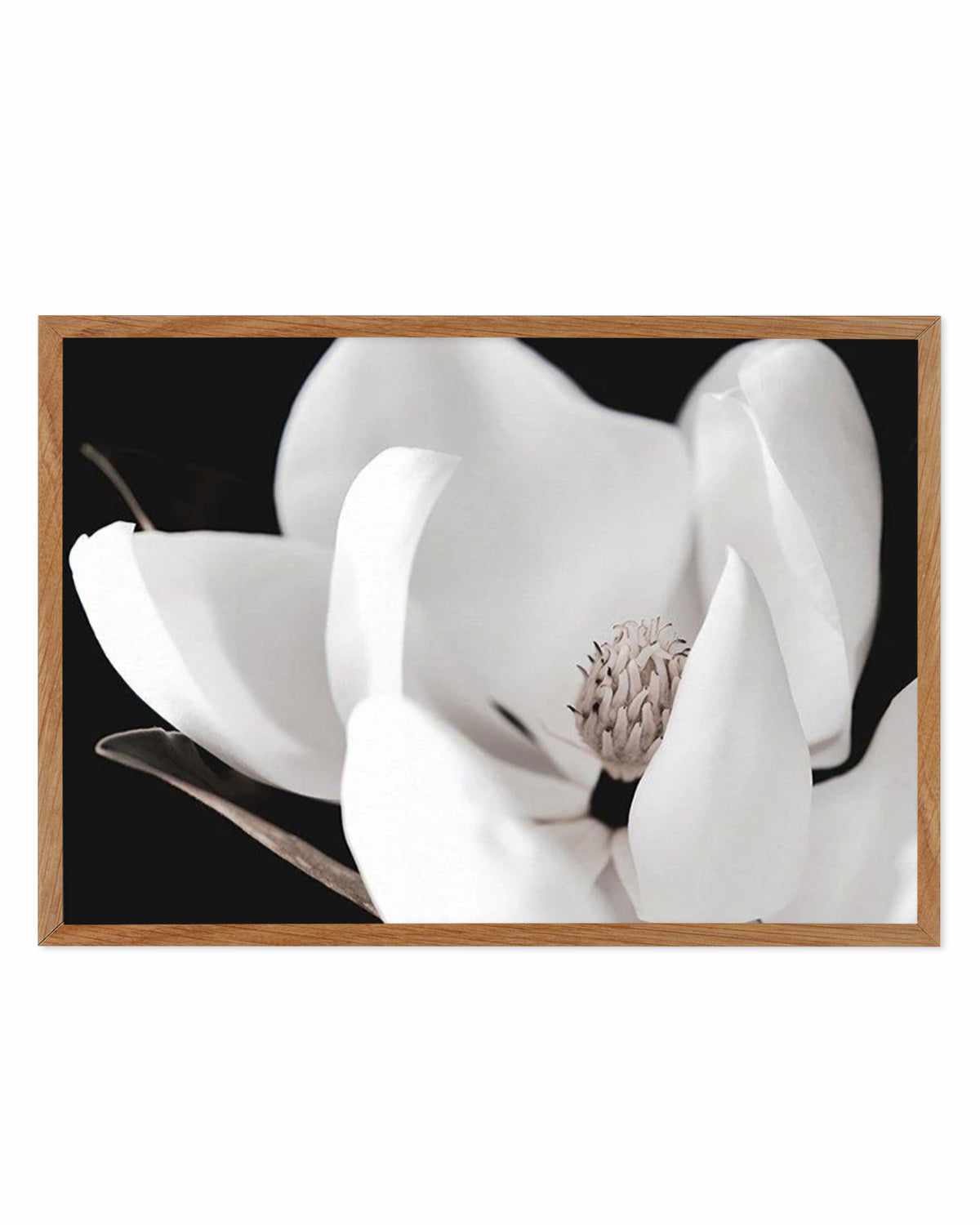 Dark Magnolia I | LS Art Print