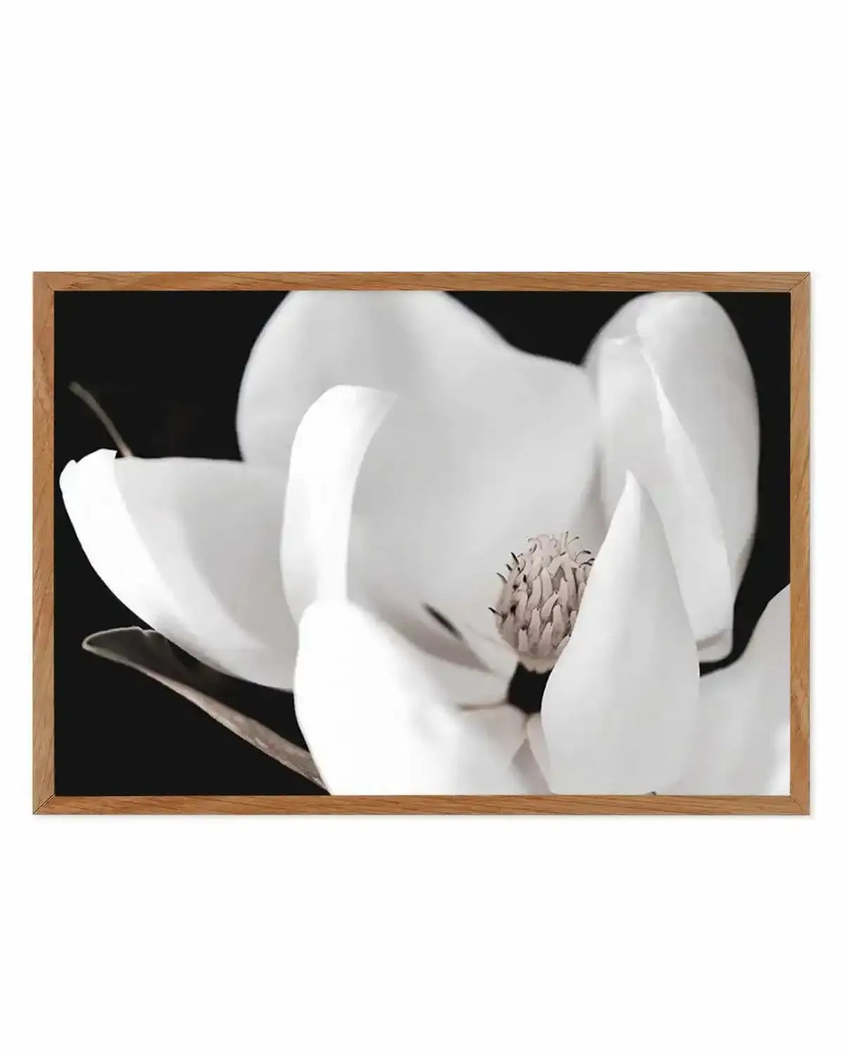 Dark Magnolia I | LS Art Print from Olive et Oriel where you can shop wallpaper and artworks online