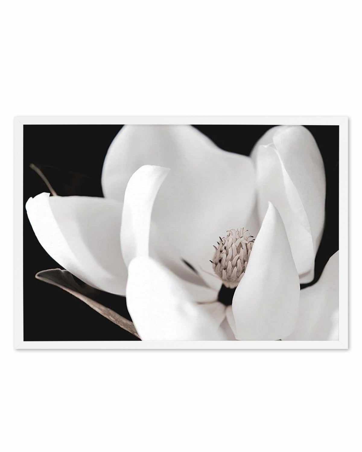 Dark Magnolia I | LS Art Print