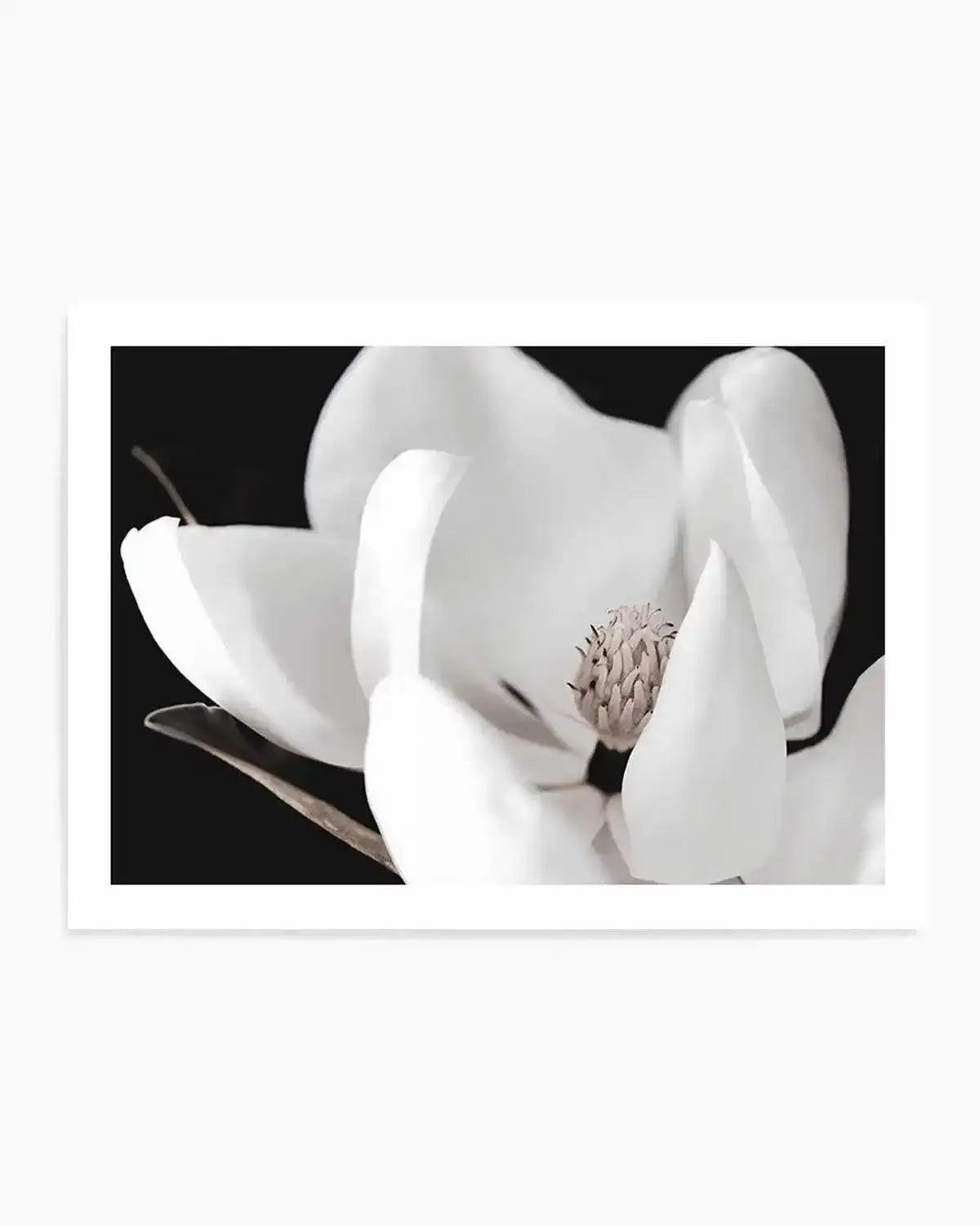 Dark Magnolia I | LS Art Print from Olive et Oriel where you can shop wallpaper and artworks online