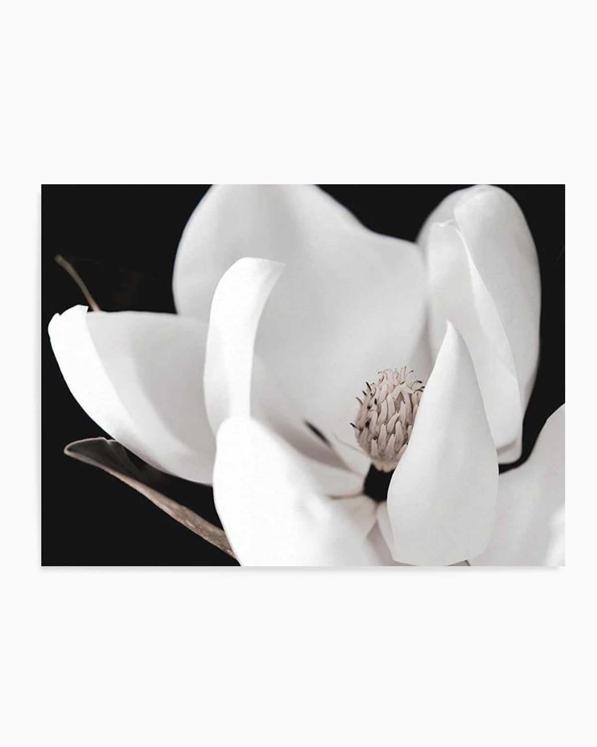 Dark Magnolia I | LS Art Print