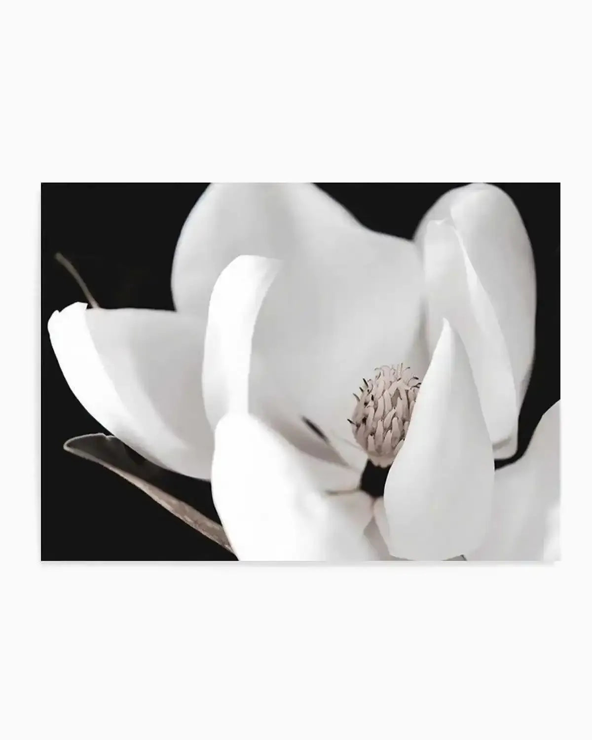 Dark Magnolia I | LS Art Print from Olive et Oriel where you can shop wallpaper and artworks online