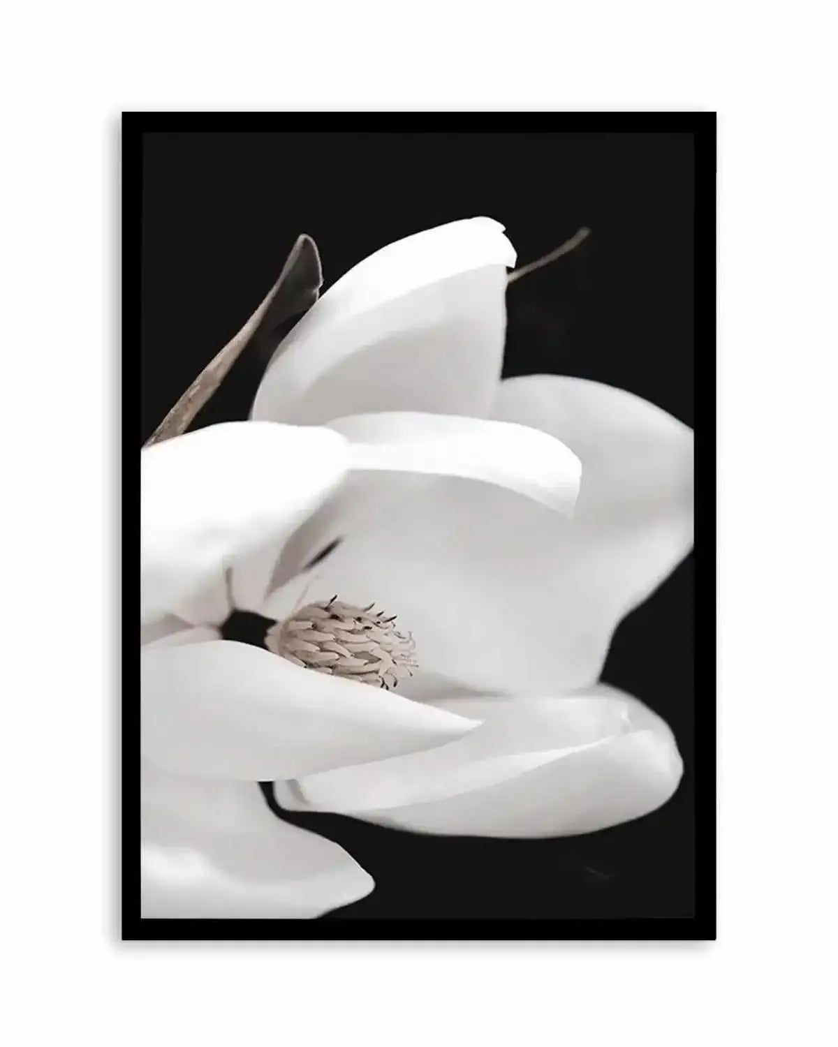 Dark Magnolia I | PT Art Print from Olive et Oriel where you can shop wallpaper and artworks online