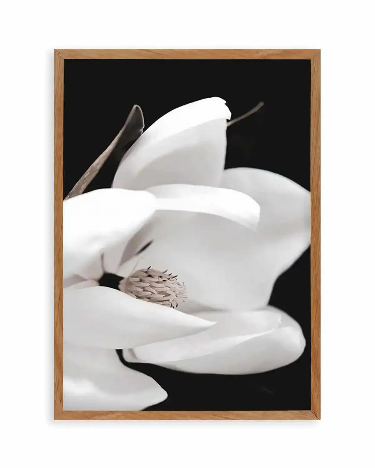 Dark Magnolia I | PT Art Print from Olive et Oriel where you can shop wallpaper and artworks online
