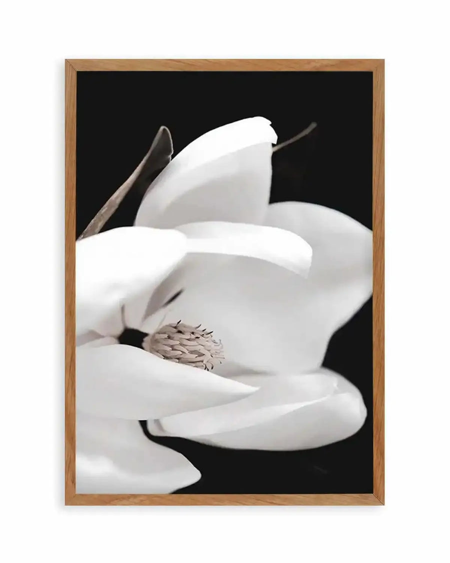 Dark Magnolia I  PT Art Print art print, framed