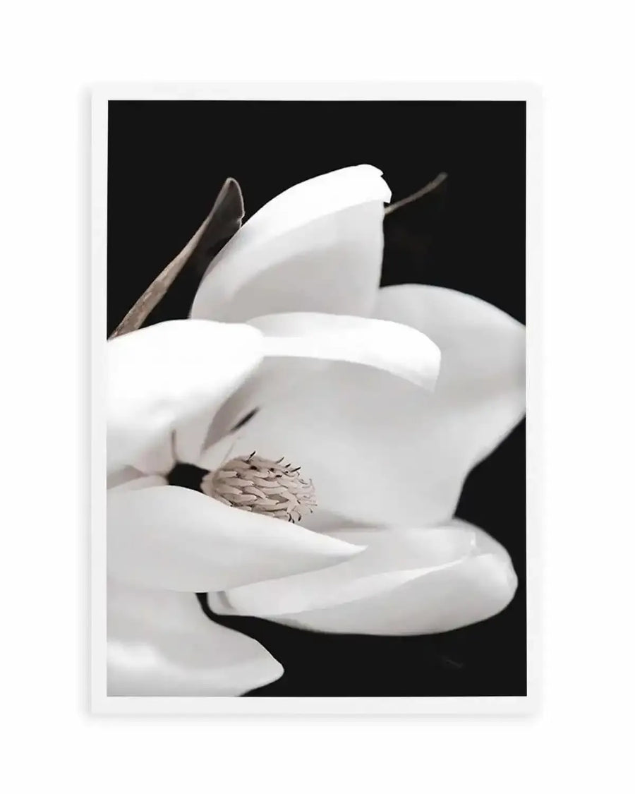 Dark Magnolia I  PT Art Print art print, framed