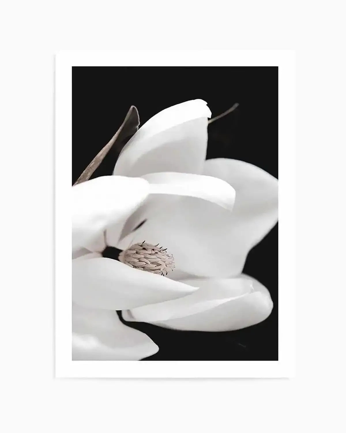 Dark Magnolia I | PT Art Print from Olive et Oriel where you can shop wallpaper and artworks online