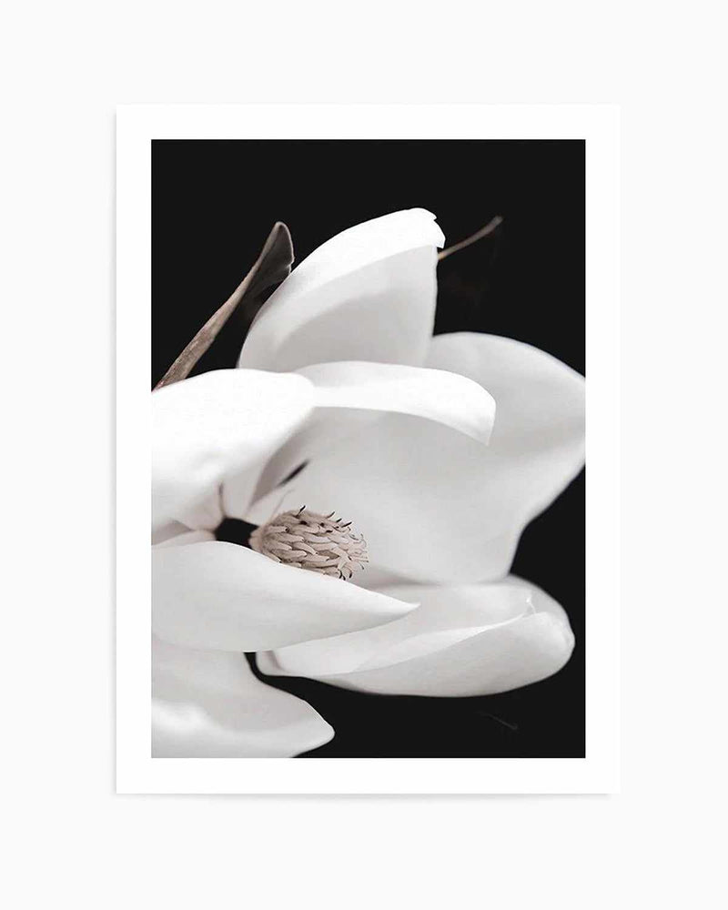 Dark Magnolia I | PT Art Print
