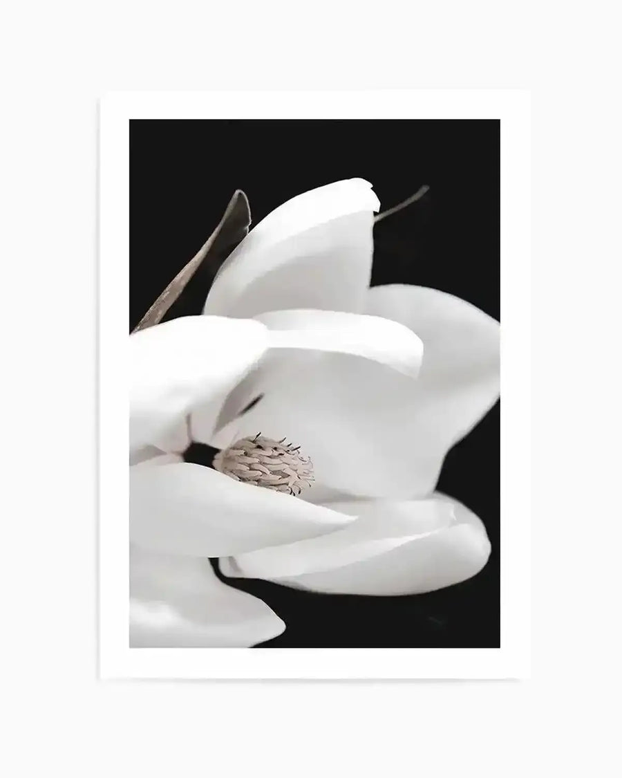 Dark Magnolia I  PT Art Print art print, framed