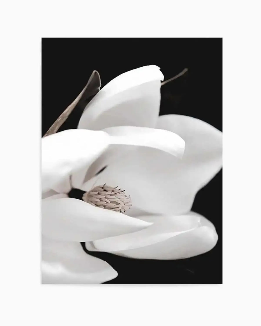 Dark Magnolia I  PT Art Print art print, framed