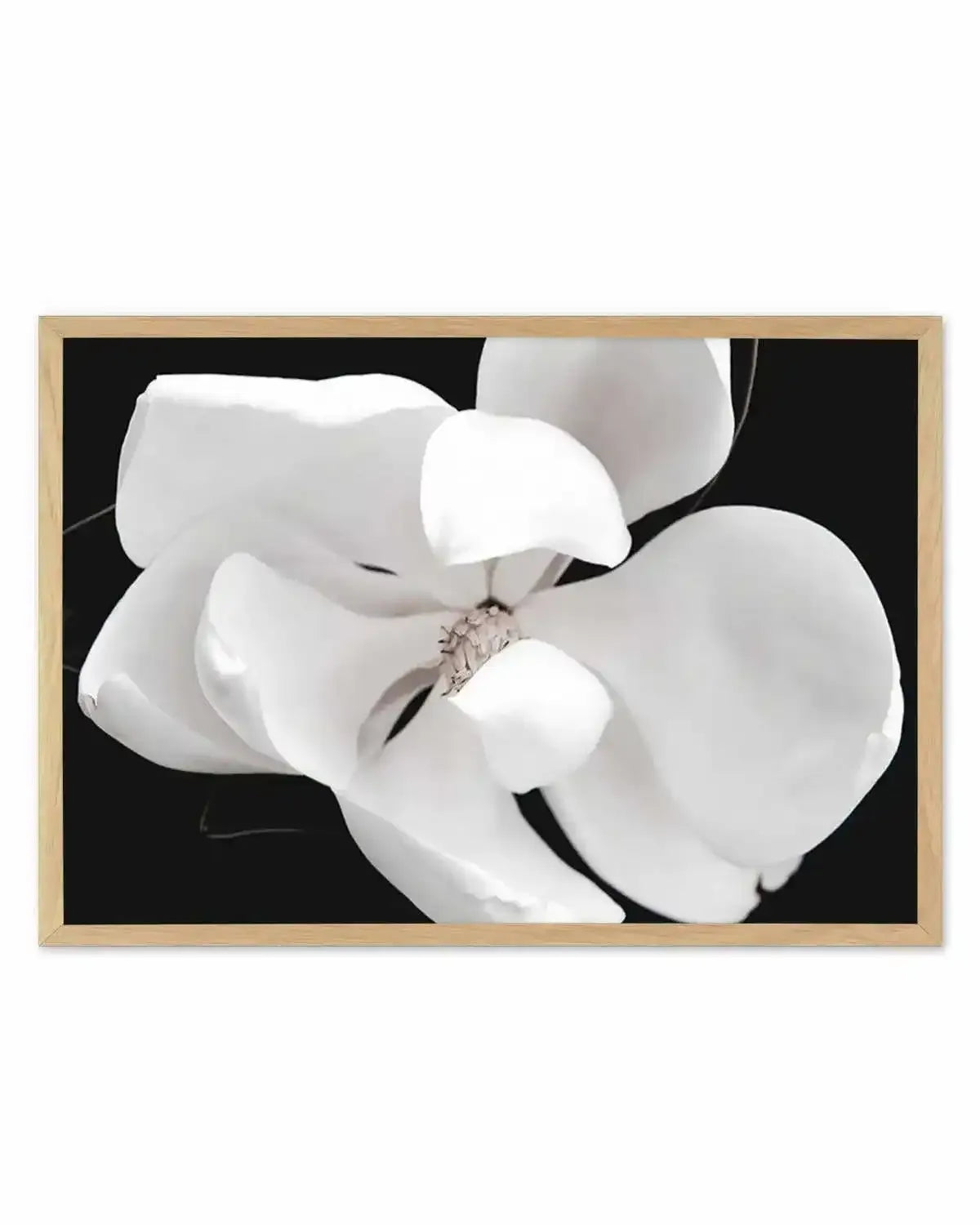 Dark Magnolia II | LS Art Print from Olive et Oriel where you can shop wallpaper and artworks online