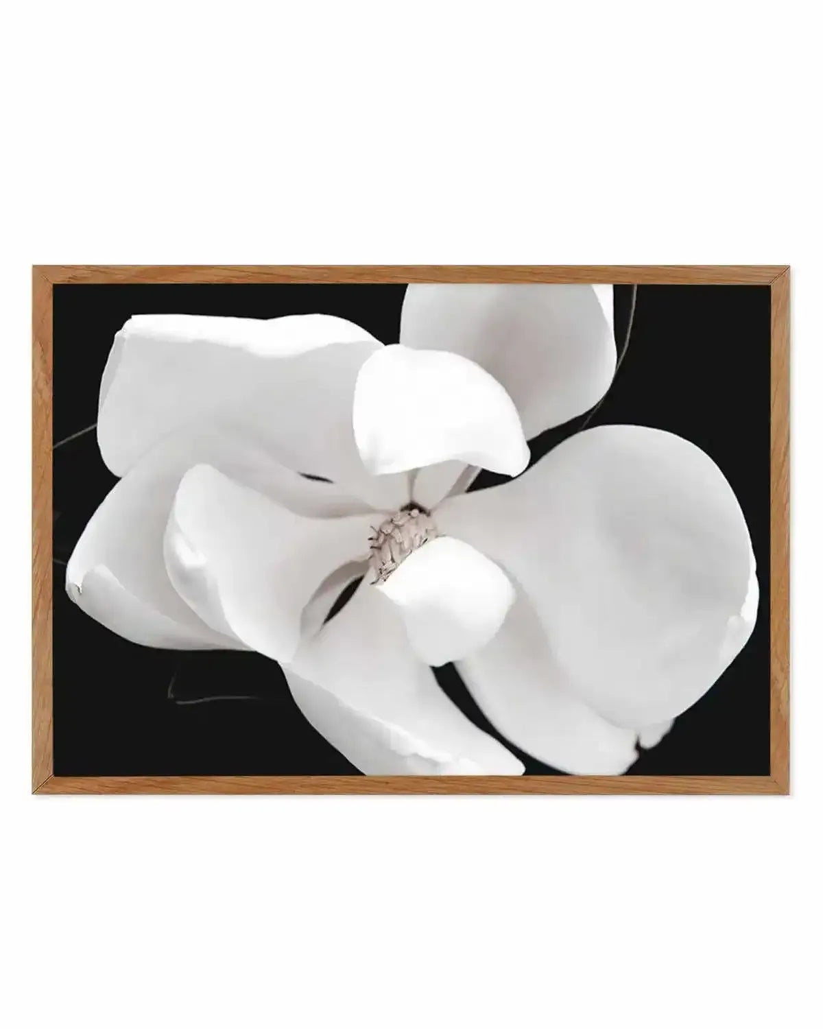 Dark Magnolia II | LS Art Print from Olive et Oriel where you can shop wallpaper and artworks online