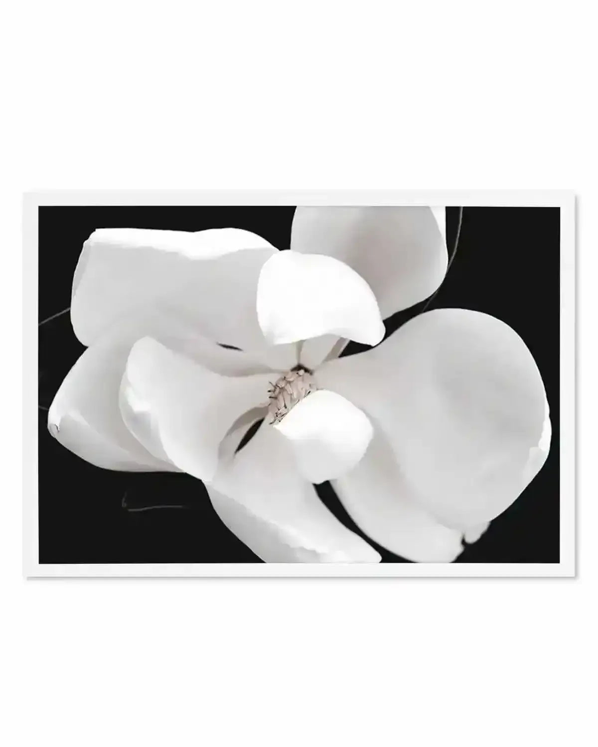Dark Magnolia II  LS Art Print art print, framed