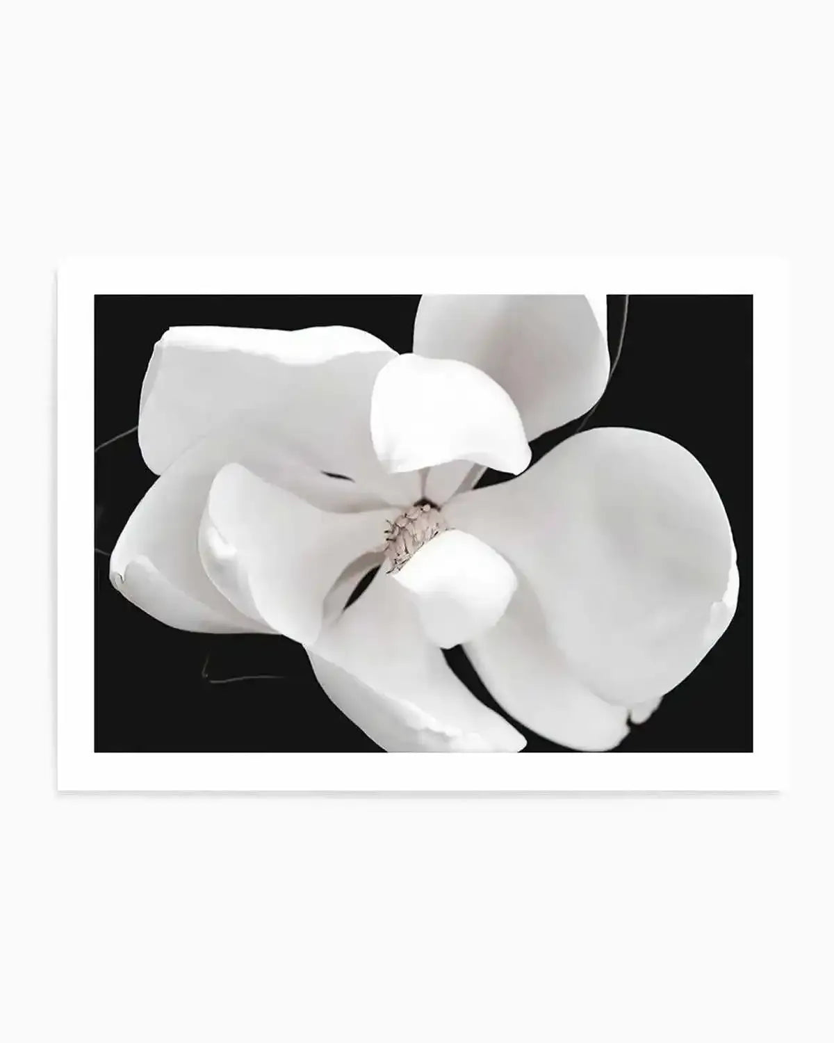 Dark Magnolia II | LS Art Print from Olive et Oriel where you can shop wallpaper and artworks online