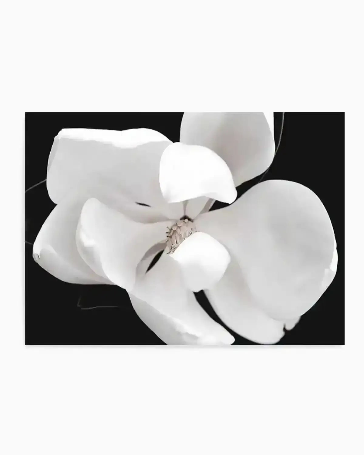 Dark Magnolia II  LS Art Print art print, framed