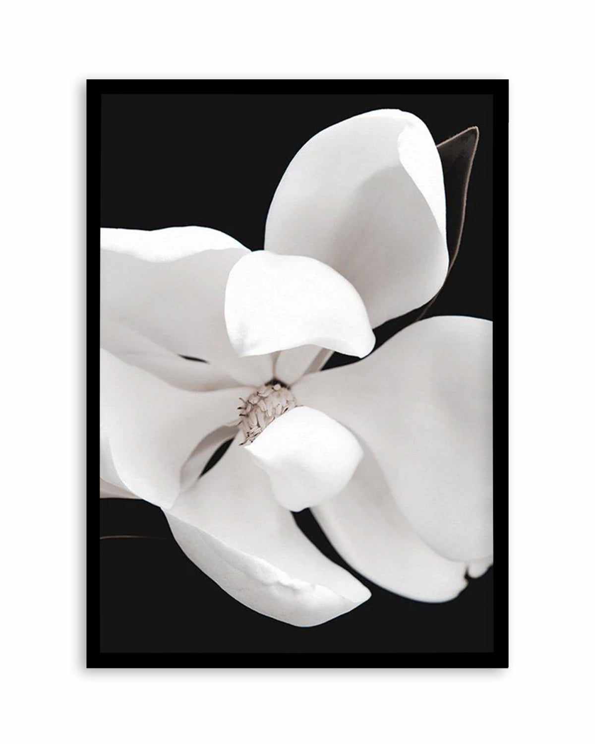 Dark Magnolia II | PT Art Print