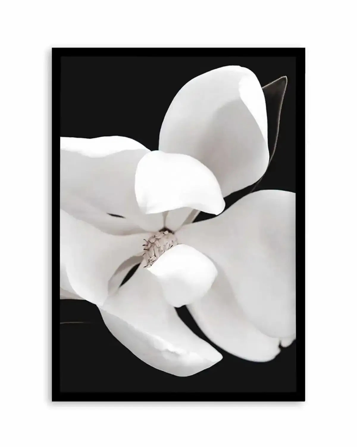 Dark Magnolia II | PT Art Print from Olive et Oriel where you can shop wallpaper and artworks online