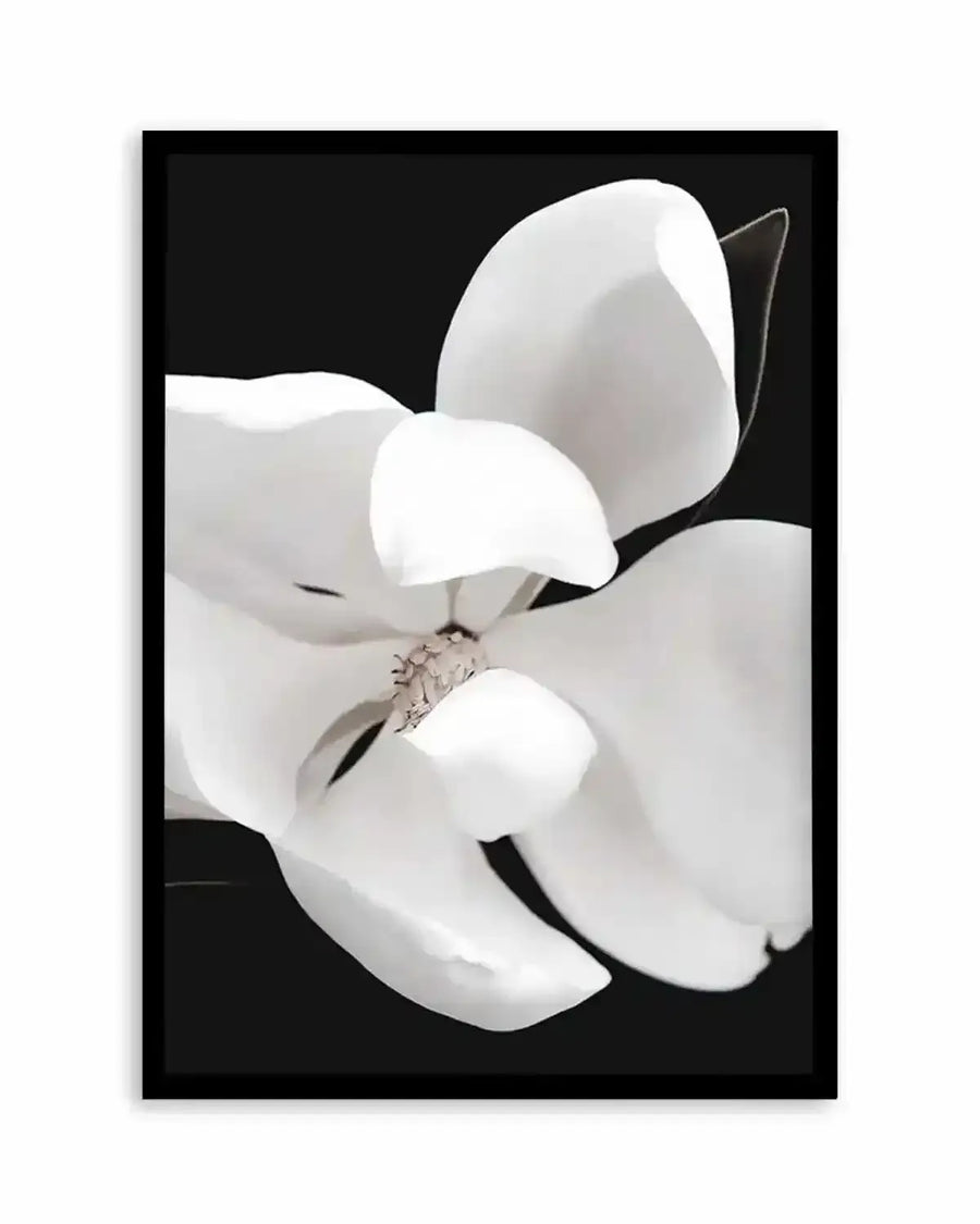 Dark Magnolia II  PT Art Print art print, framed