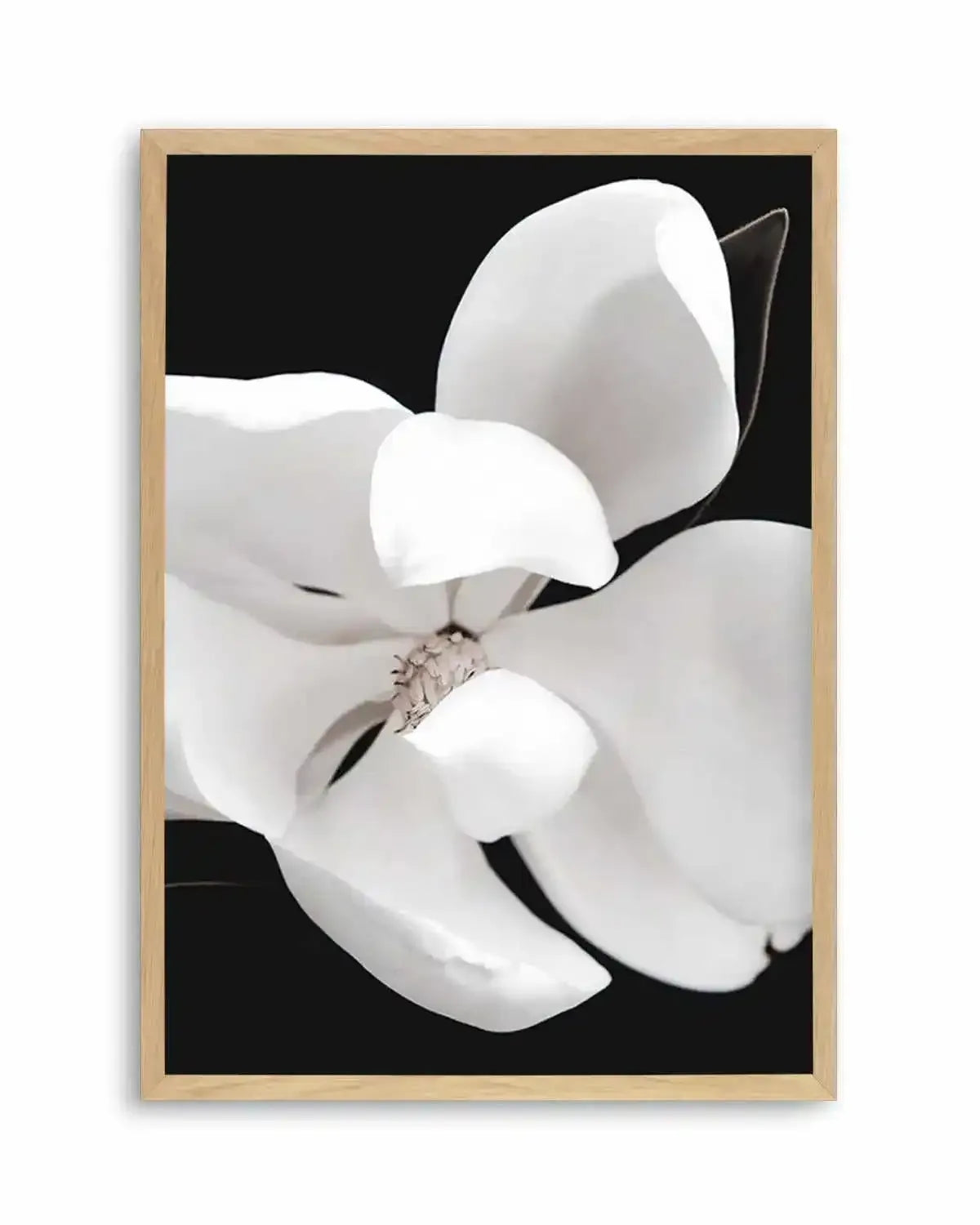 Dark Magnolia II | PT Art Print from Olive et Oriel where you can shop wallpaper and artworks online