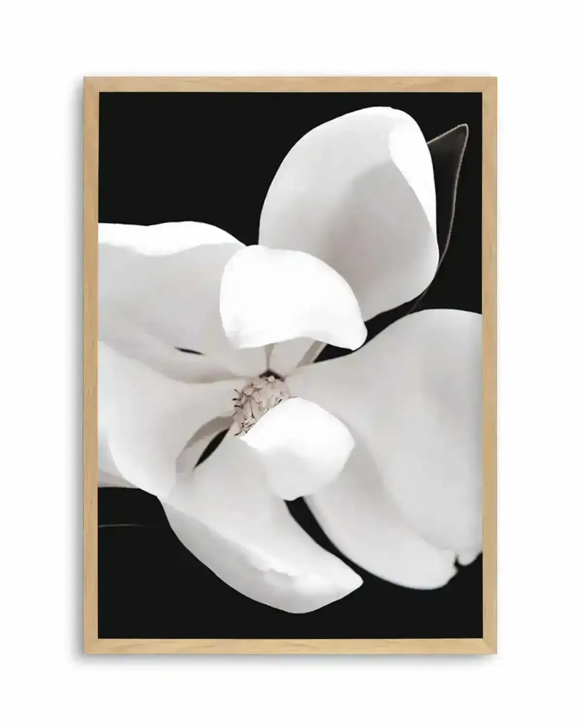 Dark Magnolia II | PT Art Print from Olive et Oriel where you can shop wallpaper and artworks online