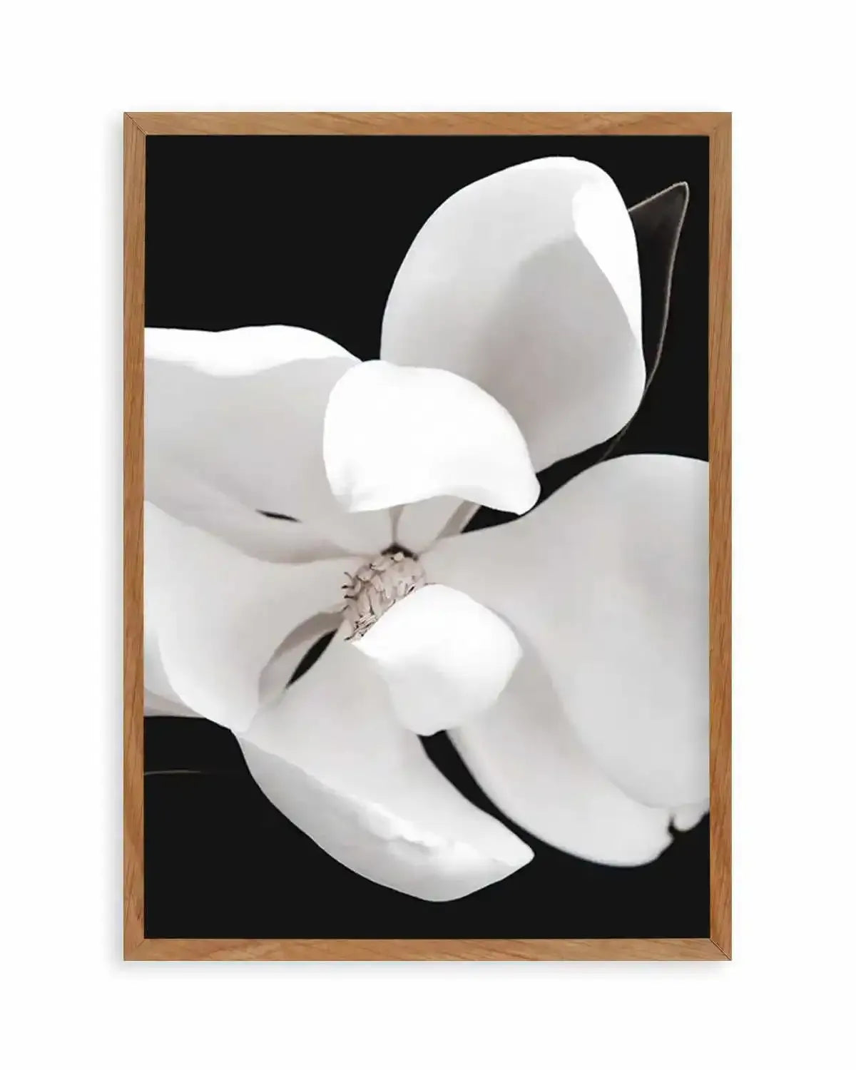 Dark Magnolia II | PT Art Print from Olive et Oriel where you can shop wallpaper and artworks online