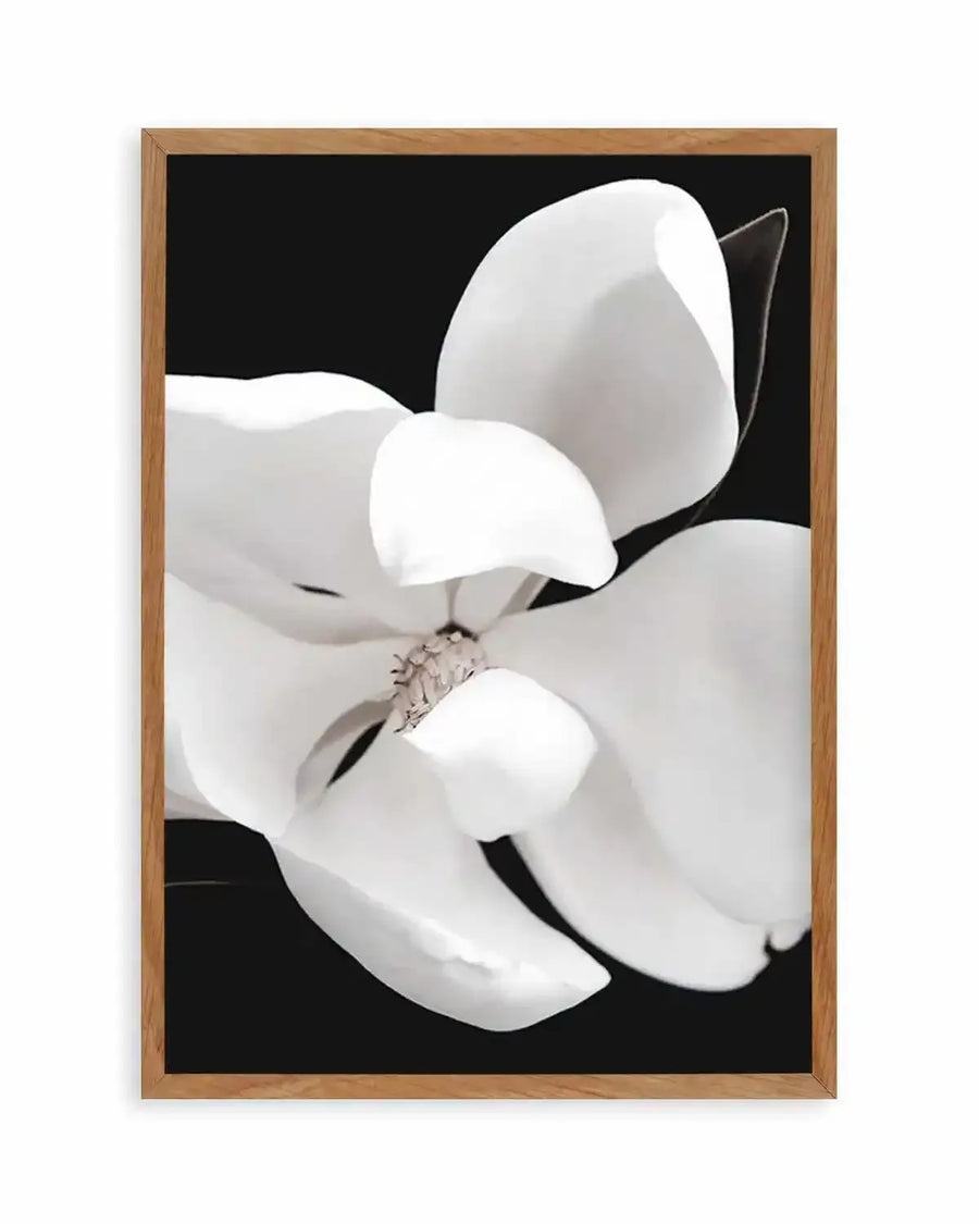 Dark Magnolia II  PT Art Print art print, framed