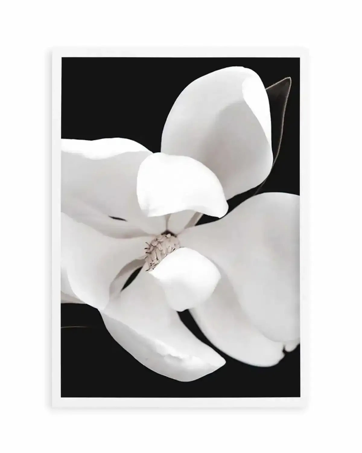 Dark Magnolia II | PT Art Print from Olive et Oriel where you can shop wallpaper and artworks online