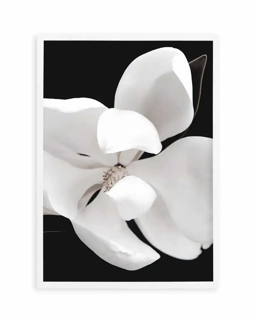 Dark Magnolia II  PT Art Print art print, framed