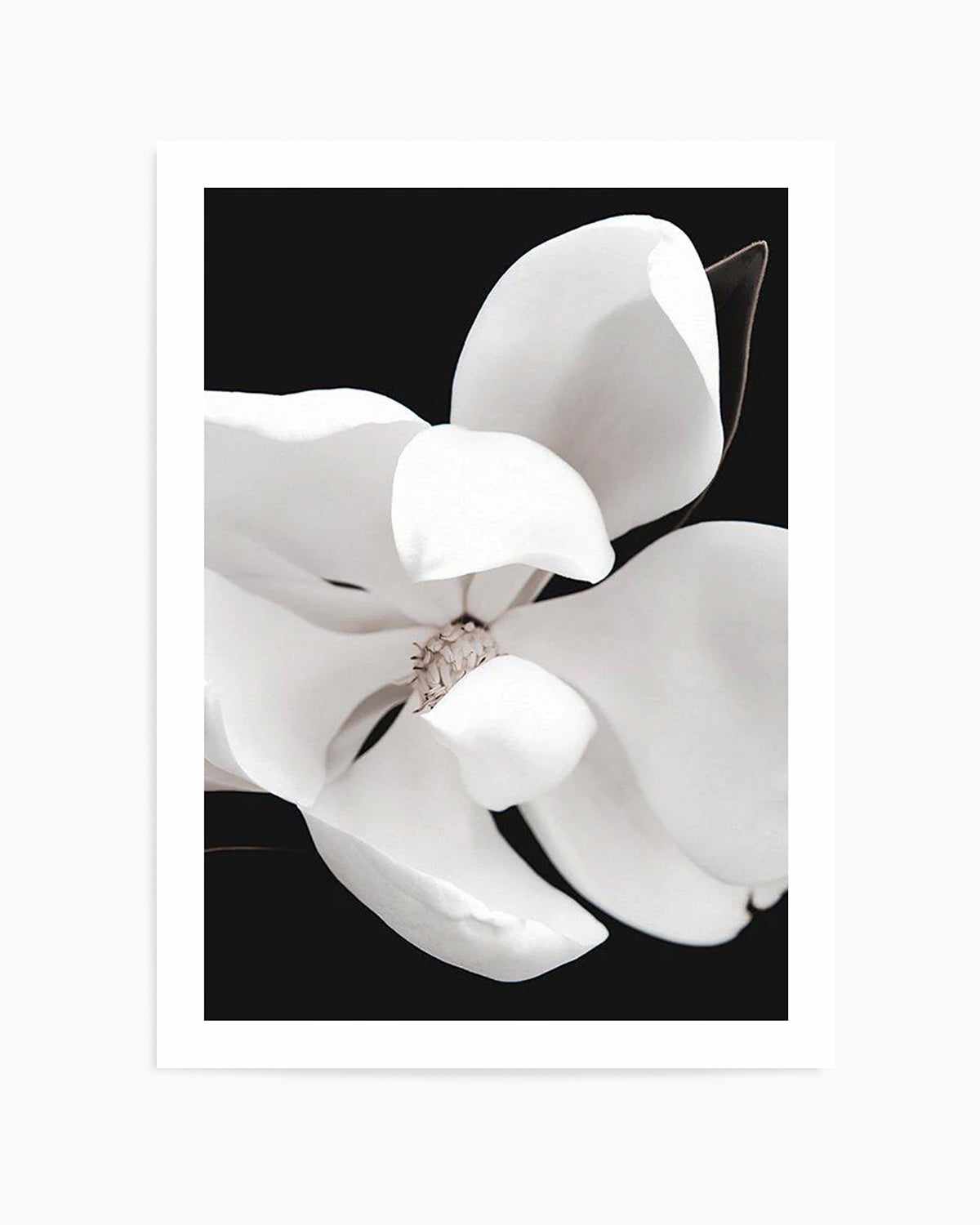 Dark Magnolia II | PT Art Print