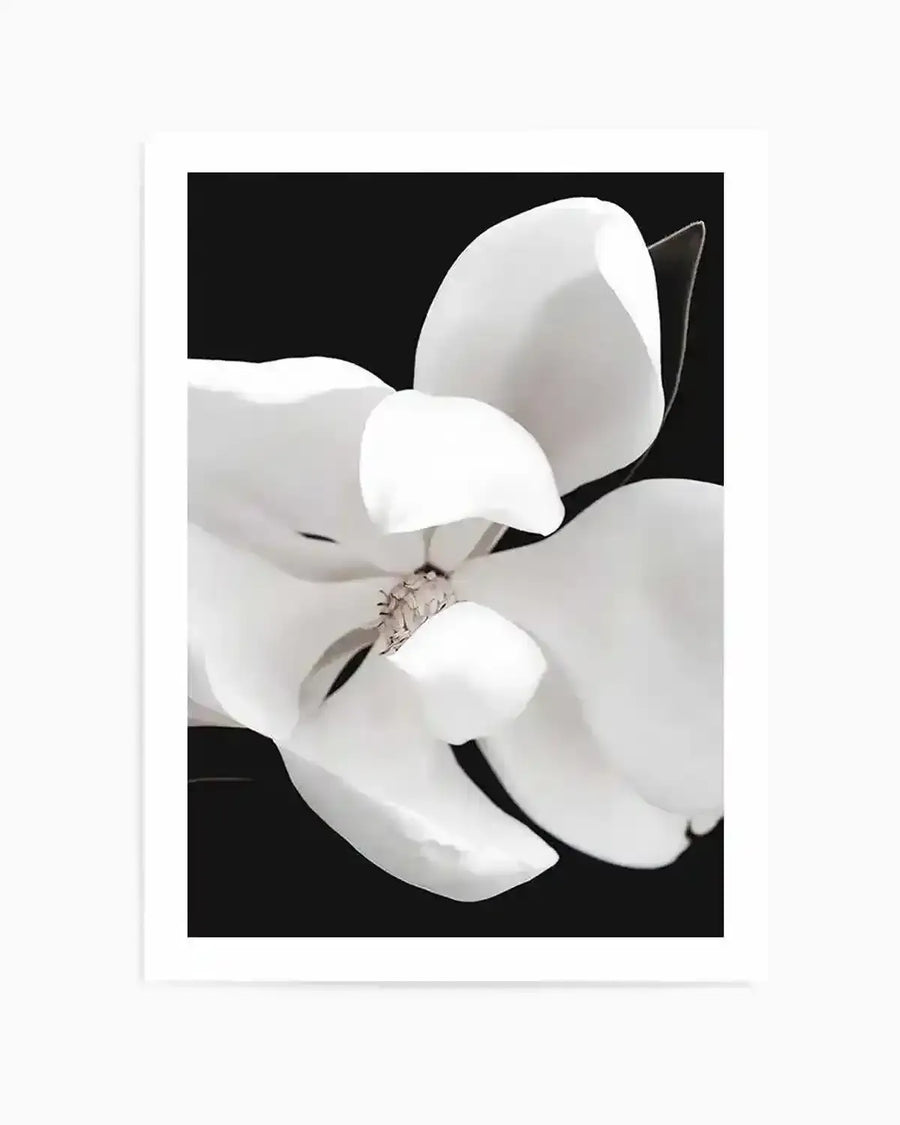 Dark Magnolia II  PT Art Print art print, framed