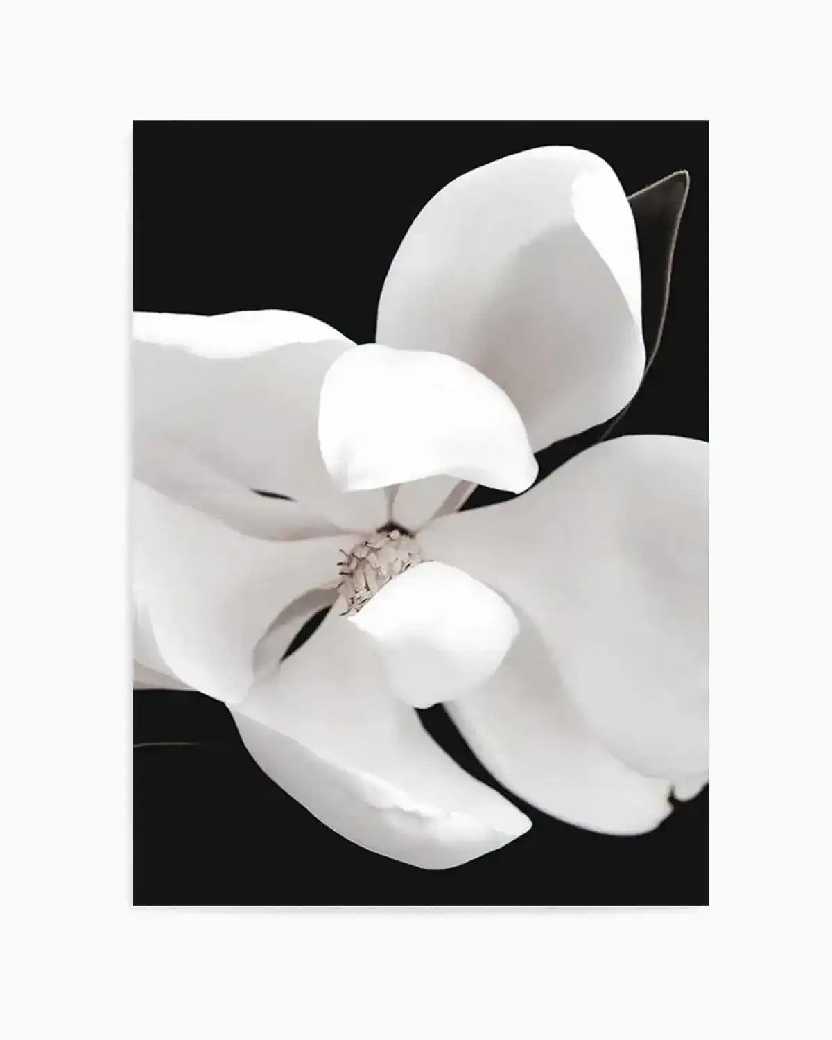 Dark Magnolia II | PT Art Print from Olive et Oriel where you can shop wallpaper and artworks online