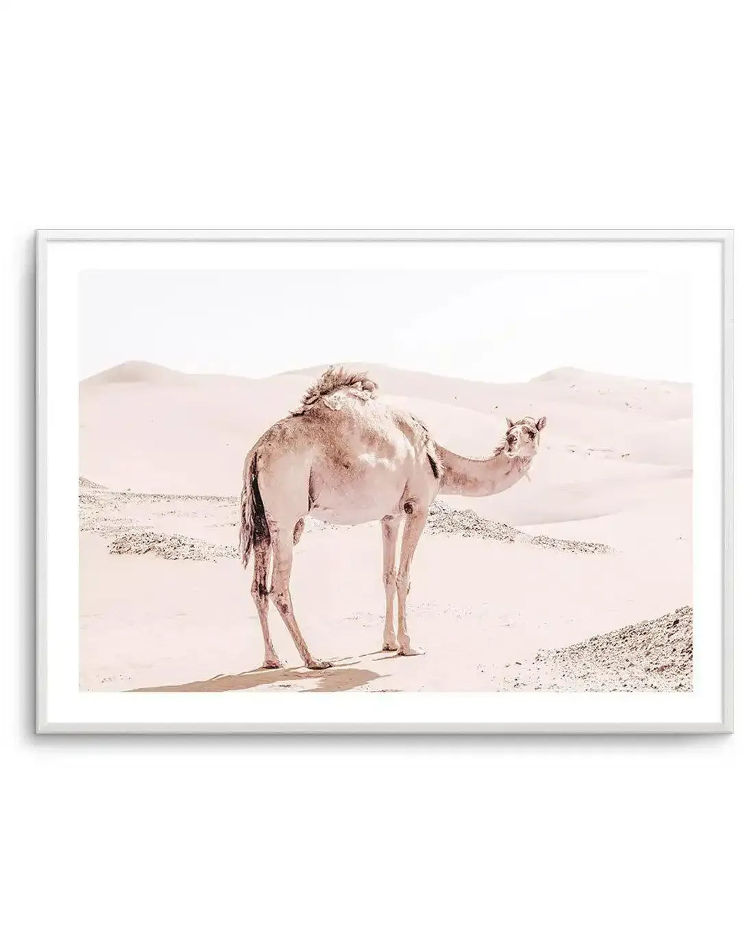 Desert Camels I Art Print-Shop Australian Art Prints Online with Olive et Oriel - Our collection of Moroccan art prints offer unique wall art including moroccan arches and pink morocco doors of marrakech - this collection will add soft feminine colour to your walls and some may say bohemian style. These traditional morocco landscape photography includes desert scenes of palm trees and camel art prints - there is art on canvas and extra large wall art with fast, free shipping across Australia. Up