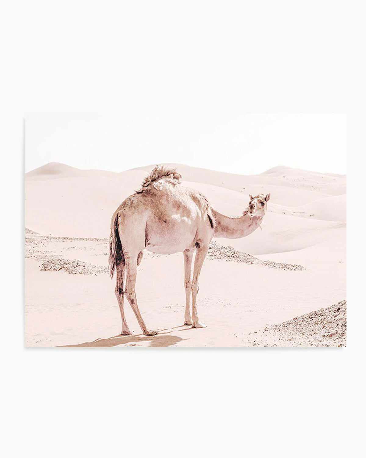 Desert Camels I Art Print