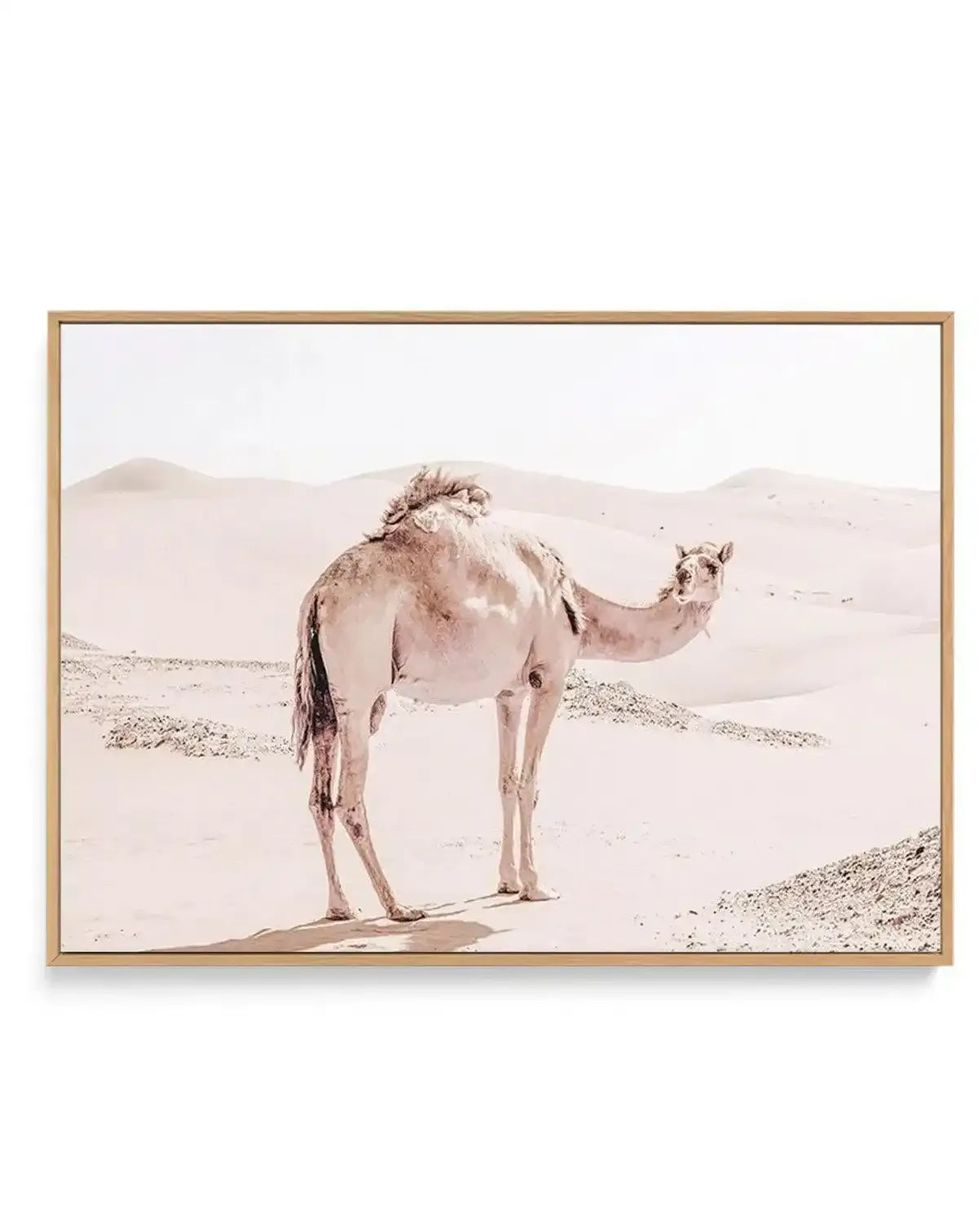 Desert Camels I | Framed Canvas-Shop Australian Art Prints Online with Olive et Oriel - Our collection of Moroccan art prints offer unique wall art including moroccan arches and pink morocco doors of marrakech - this collection will add soft feminine colour to your walls and some may say bohemian style. These traditional morocco landscape photography includes desert scenes of palm trees and camel art prints - there is art on canvas and extra large wall art with fast, free shipping across Austral
