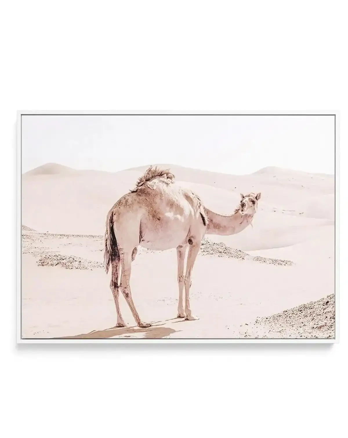 Desert Camels I | Framed Canvas-Shop Australian Art Prints Online with Olive et Oriel - Our collection of Moroccan art prints offer unique wall art including moroccan arches and pink morocco doors of marrakech - this collection will add soft feminine colour to your walls and some may say bohemian style. These traditional morocco landscape photography includes desert scenes of palm trees and camel art prints - there is art on canvas and extra large wall art with fast, free shipping across Austral