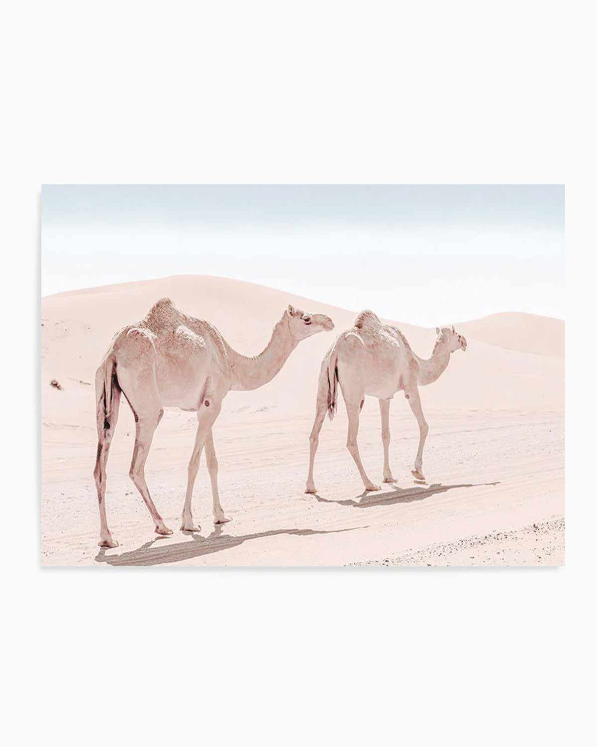 Desert Camels II Art Print