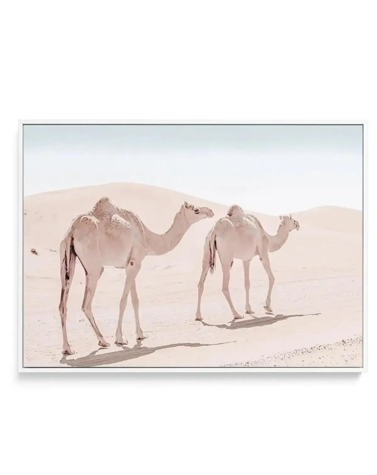 Desert Camels II | Framed Canvas-Shop Australian Art Prints Online with Olive et Oriel - Our collection of Moroccan art prints offer unique wall art including moroccan arches and pink morocco doors of marrakech - this collection will add soft feminine colour to your walls and some may say bohemian style. These traditional morocco landscape photography includes desert scenes of palm trees and camel art prints - there is art on canvas and extra large wall art with fast, free shipping across Austra