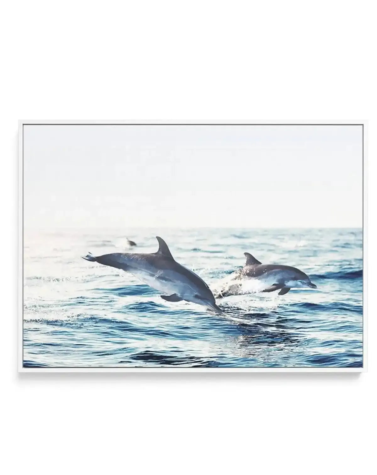 Dolphins | LS | Framed Canvas-CANVAS-You can shop wall art online with Olive et Oriel for everything from abstract art to fun kids wall art. Our beautiful modern art prints and canvas art are available from large canvas prints to wall art paintings and our proudly Australian artwork collection offers only the highest quality framed large wall art and canvas art Australia - You can buy fashion photography prints or Hampton print posters and paintings on canvas from Olive et Oriel and have them de