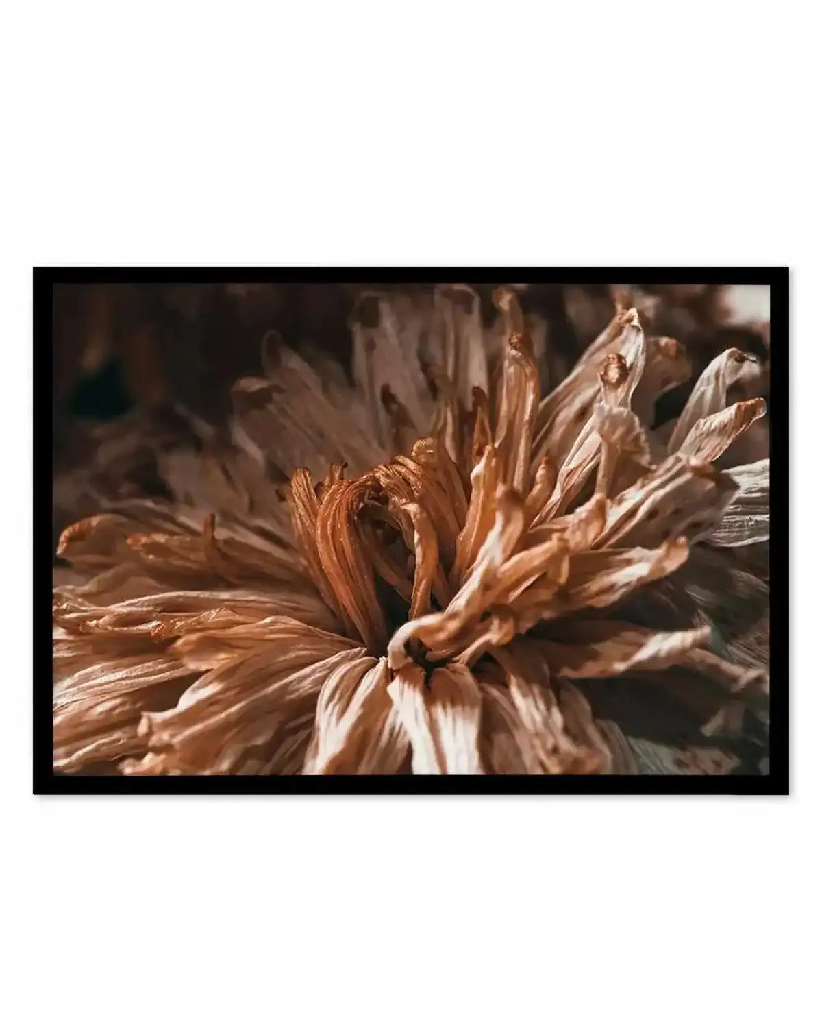 Dried Botanical Art Print from Olive et Oriel where you can shop wallpaper and artworks online