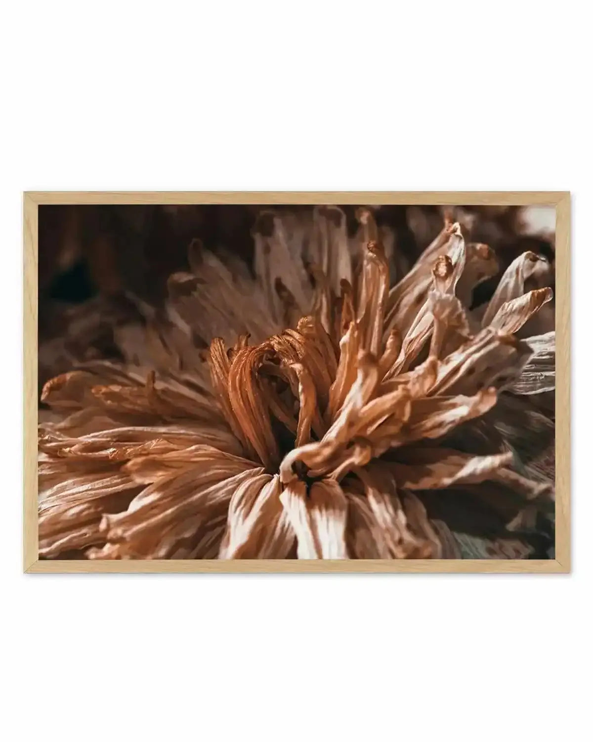 Dried Botanical Art Print from Olive et Oriel where you can shop wallpaper and artworks online