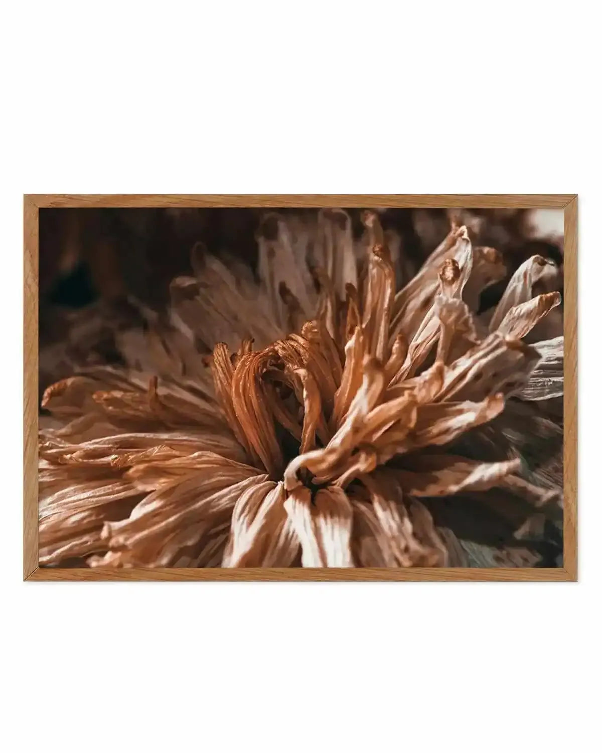Dried Botanical Art Print from Olive et Oriel where you can shop wallpaper and artworks online