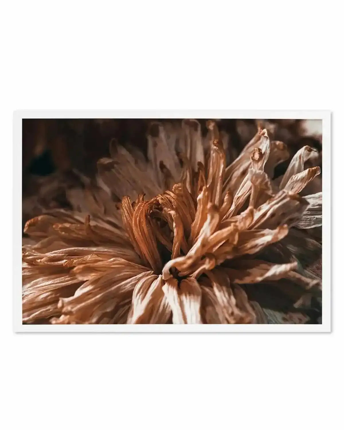 Dried Botanical Art Print from Olive et Oriel where you can shop wallpaper and artworks online
