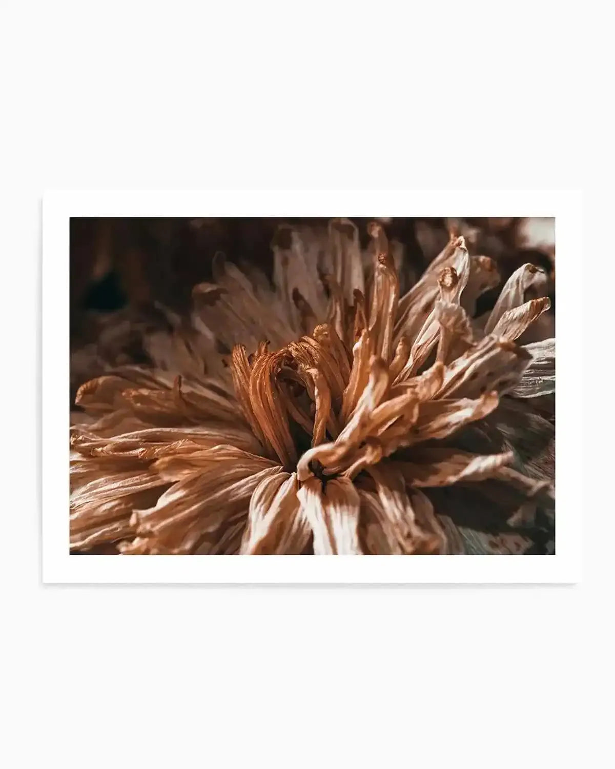 Dried Botanical Art Print from Olive et Oriel where you can shop wallpaper and artworks online