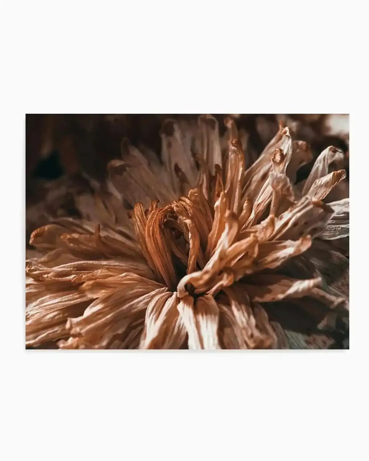 Dried Botanical Art Print from Olive et Oriel where you can shop wallpaper and artworks online