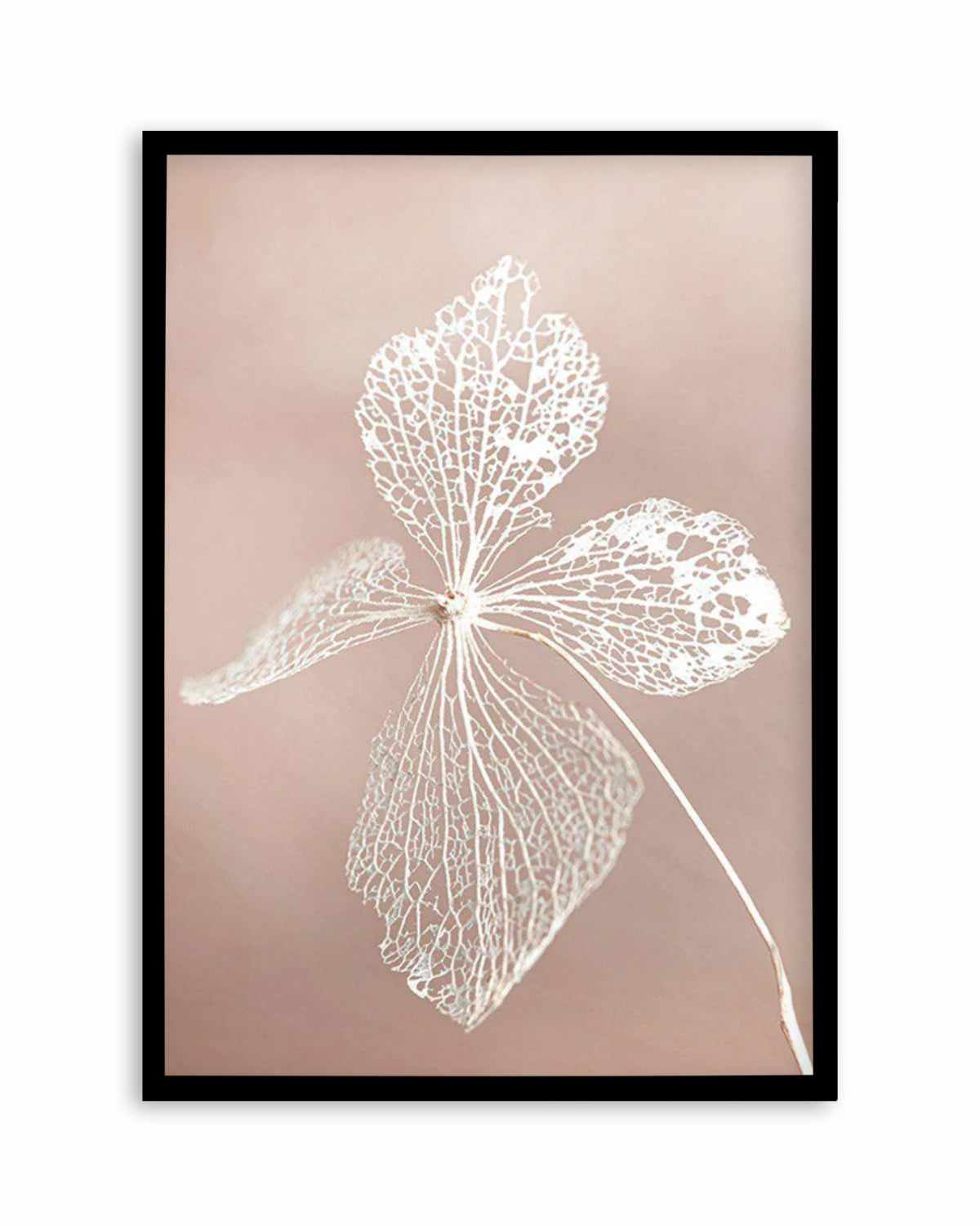 Dried Hydrangea Art Print