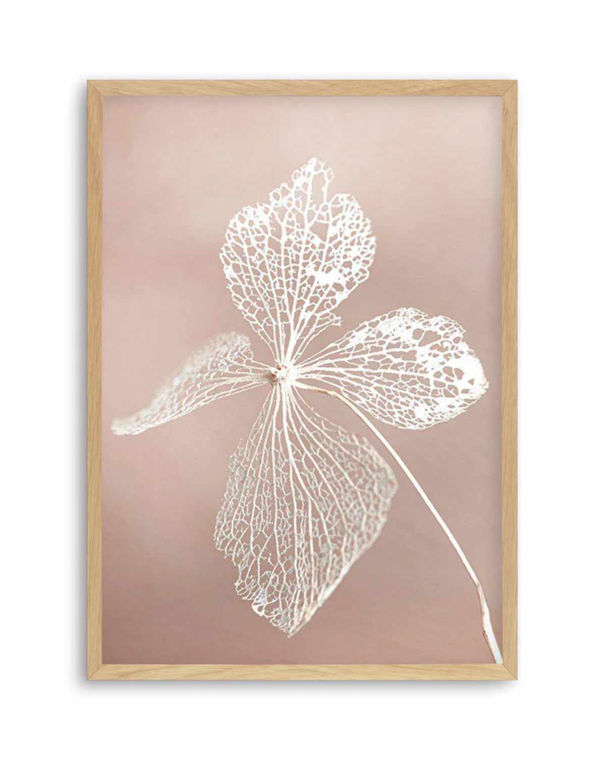 Dried Hydrangea Art Print