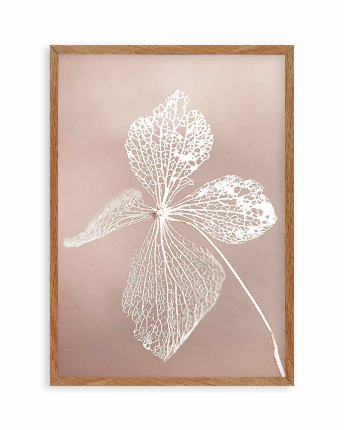 Dried Hydrangea Art Print