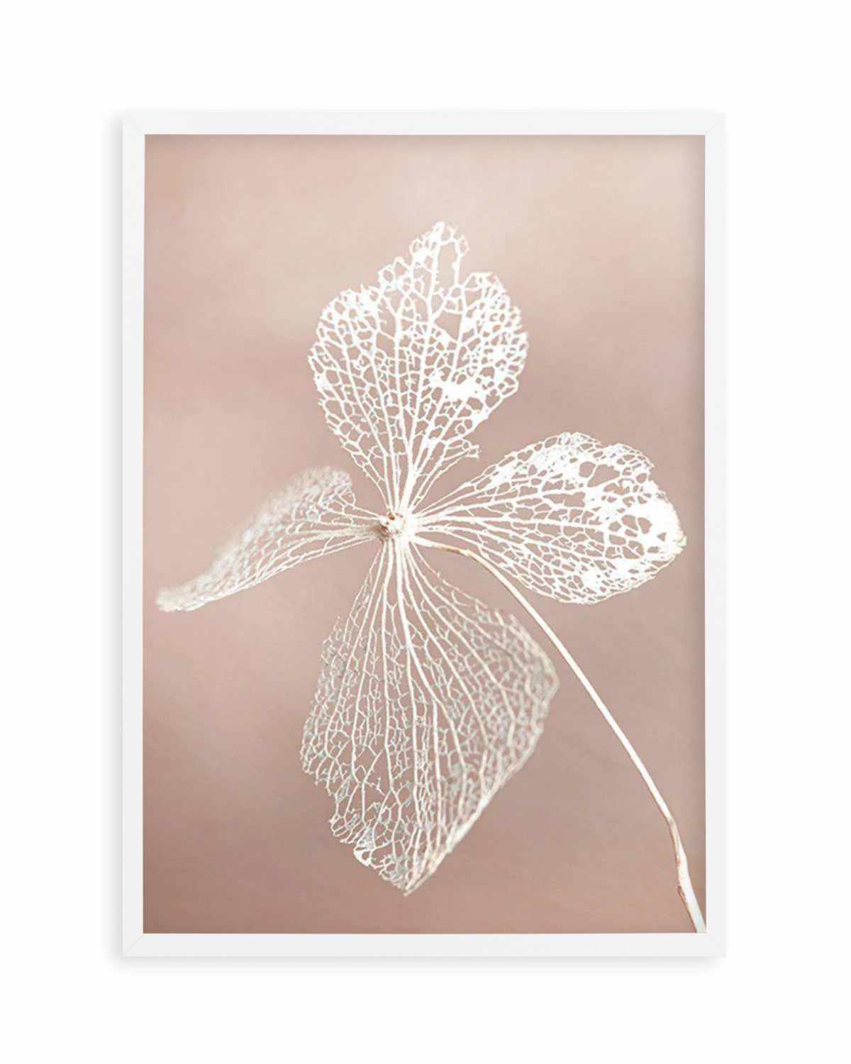 Dried Hydrangea Art Print