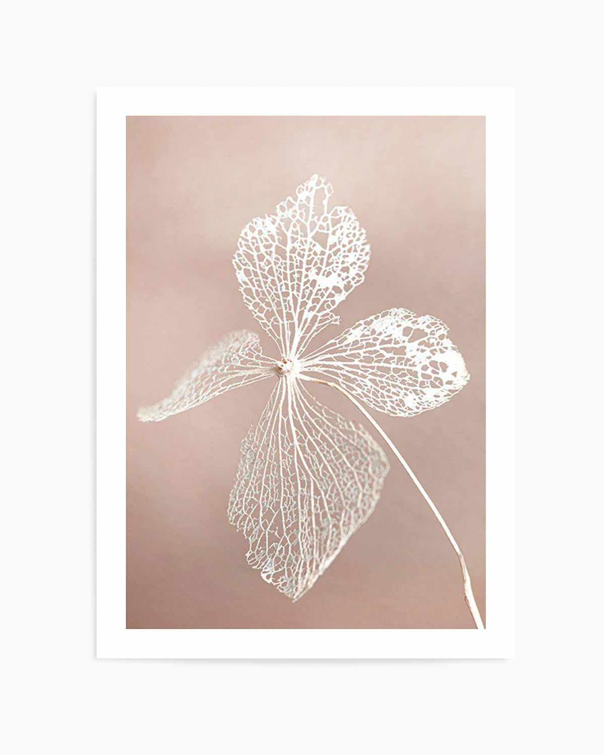 Dried Hydrangea Art Print